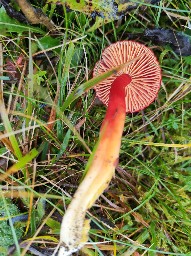 Hygrocybe coccinea