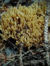 Ramaria abietina