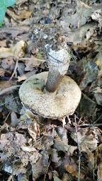 Leccinum scabrum