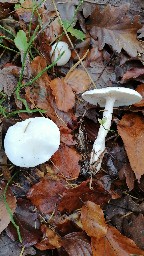 Hygrophorus eburneus