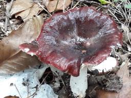 Russula paludosa