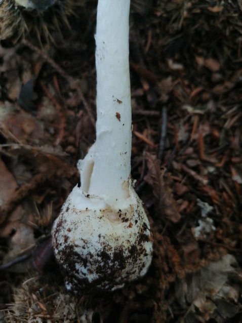 Amanita virosa