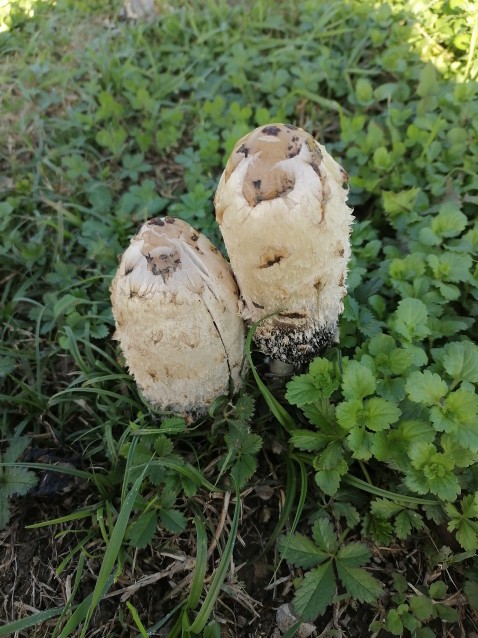 Coprinus comatus