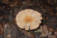Infundibulicybe gibba
