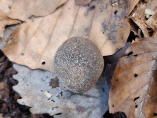 Elaphomyces granulatus