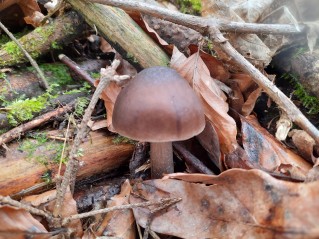 Pluteus cervinus