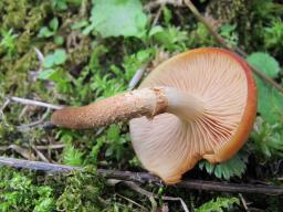 Kuehneromyces mutabilis