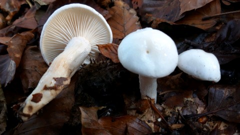 Hygrophorus cossus