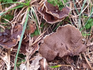 Hydnellum ferrugineum