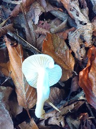 Hygrophorus cossus