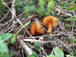 Hygrocybe conica