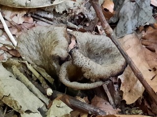 Craterellus cornucopioides