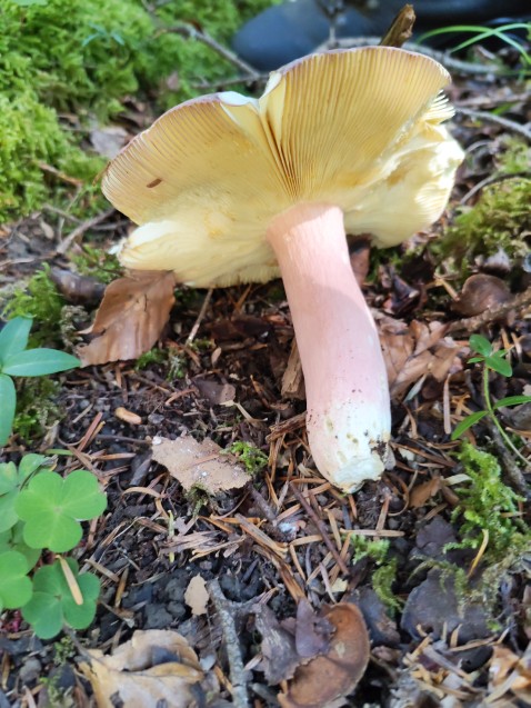 Russula olivacea
