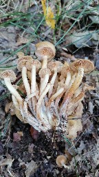Armillaria mellea