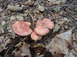 Cortinarius bolaris