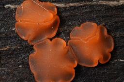 Orbilia aurantiorubra