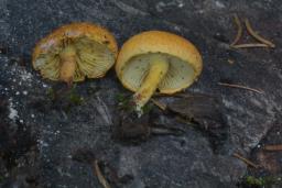 Pholiota tuberculosa