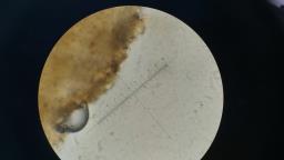 Conocybe macrocephala