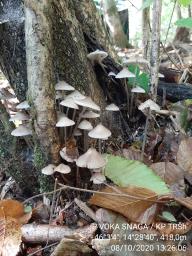 Mycena galericulata