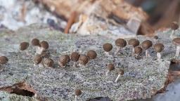 Phleogena faginea