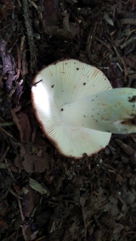 Russula integra