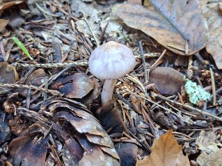 Inocybe geophylla var. lilacina