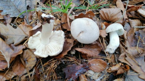 Tricholoma acerbum