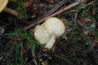 Tricholomopsis rutilans