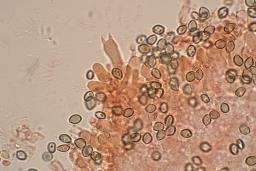 Deconica crobula