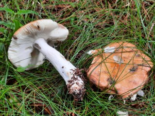 Russula decolorans