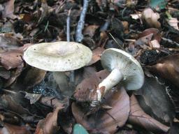 Lactarius blennius