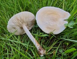 Tricholoma evenosum