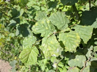 Erysiphe corylacearum
