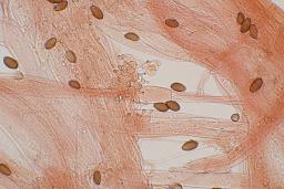 Conocybe macrospora