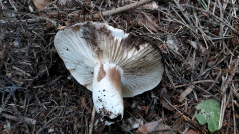 Russula nigricans