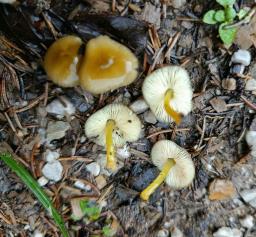 Pluteus vellingae