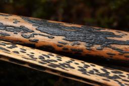 Rhopographus filicinus