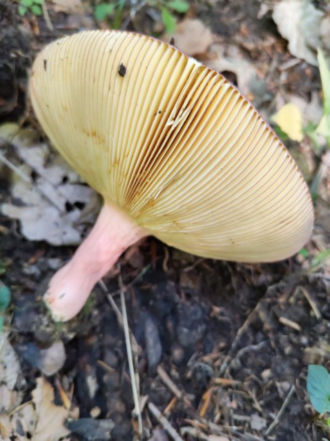 Russula olivacea