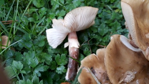 Armillaria mellea