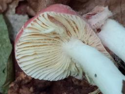 Russula emetica