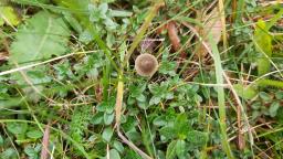 Mycena leptocephala