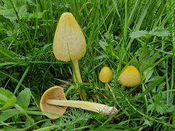 Bolbitius titubans
