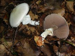 Agaricus sylvicola