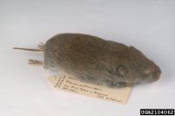 Microtus subterraneus