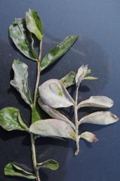 Erysiphe australiana