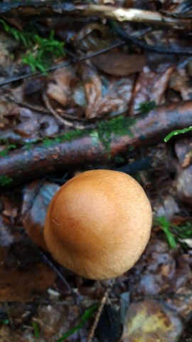 Cortinarius armillatus