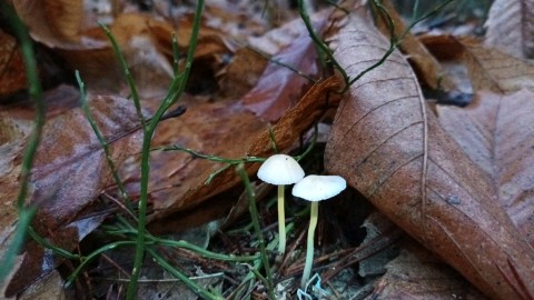 Mycena