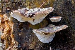 Heterobasidion parviporum
