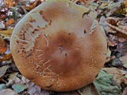 Phlegmacium cliduchum