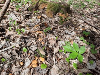 Hypholoma fasciculare var. pusillum